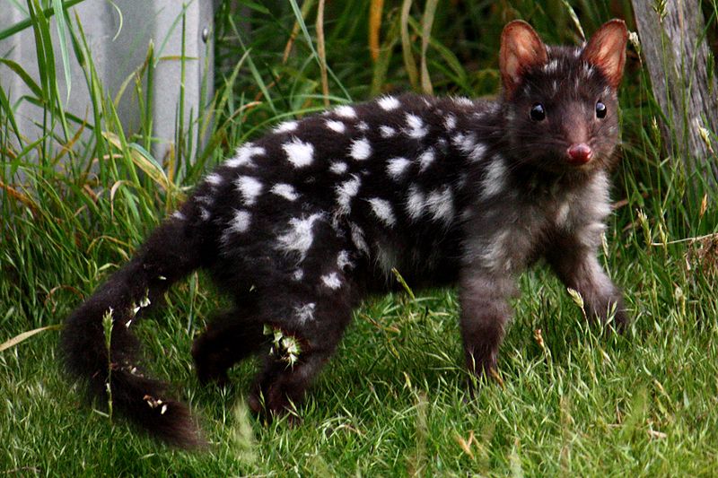 800px-Eastern_Quoll_(Black)