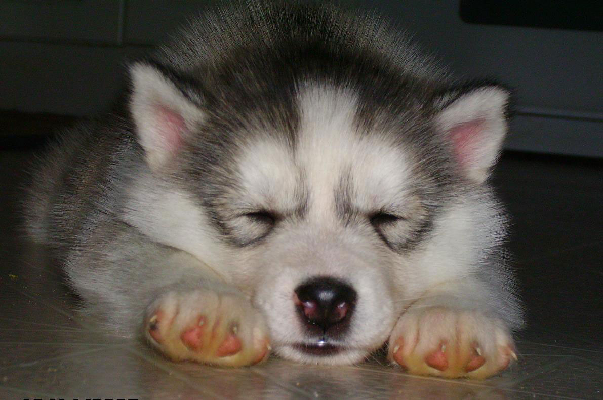 Cute-Husky-Puppies-Wallpaper