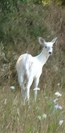 White Deer 1