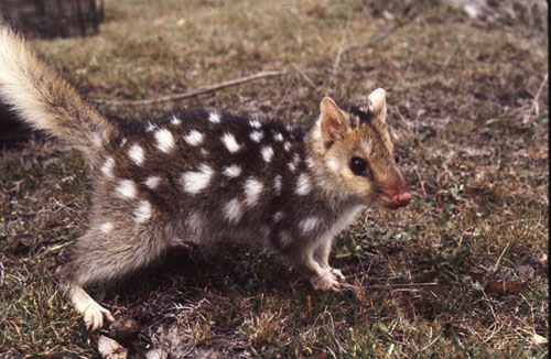 eastern-quoll