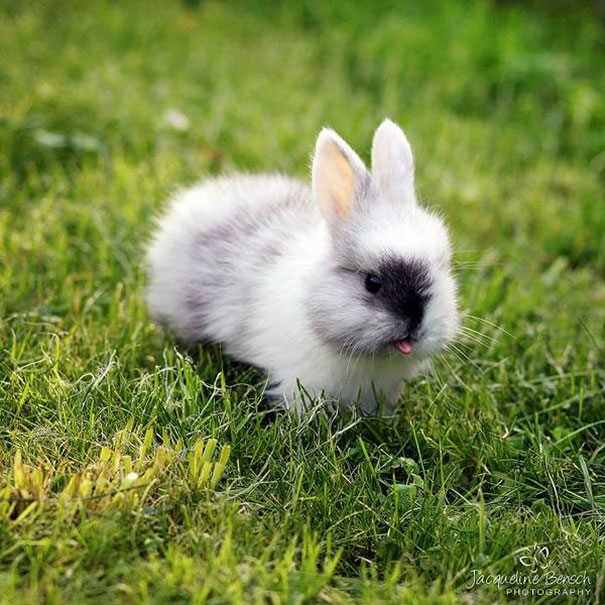 cute-bunnies-tongues-21