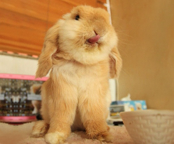 cute-bunnies-tongues-24