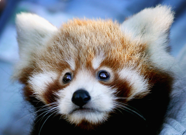 Red Panda Cubs Unveiled At Taronga Zoo